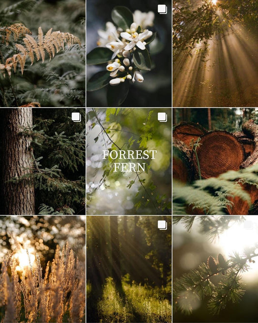Forest Fern Natural Soy Wax Candle - Frosted Glass